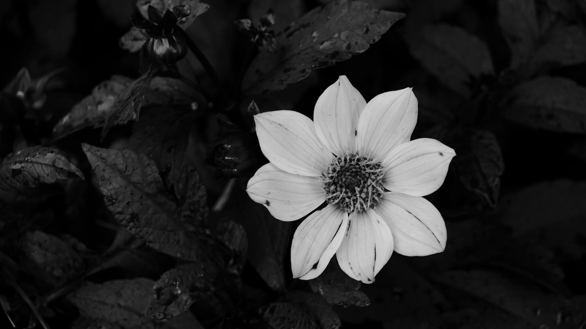 93: Blommor är det närmaste vi kommer objektiv skönhet
